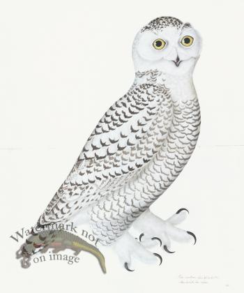 Rudbeck 030 Snowy Owl 20x24